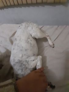 Vaquinha Online - Ajude um animal