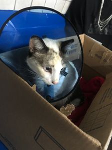 Vaquinha Online - juntos com a sol!❤️