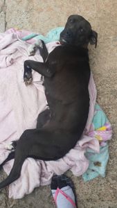 Vaquinha Online - Ajudar a Princesinha 