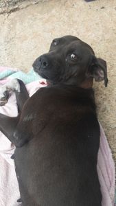 Princesinha  - Ajudar a Princesinha 