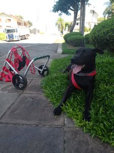 TOMOGRAFIA DO FEIJÃO