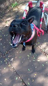 TOMOGRAFIA DO FEIJÃO