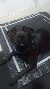 TOMOGRAFIA DO FEIJÃO