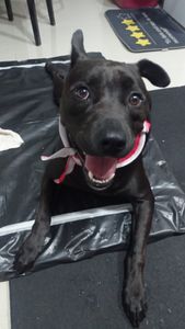 TOMOGRAFIA DO FEIJÃO imagem 6