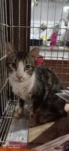 Animais - Extração de dentes da Chris, do Pierrot e do Alex