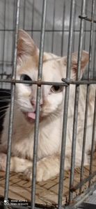 Crowdfunding - Extração de dentes da Chris, do Pierrot e do Alex