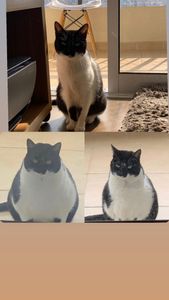 Vaquinha Online - Me ajude no tratamento de meu gato