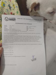 Vaquinha Online - Ajude salvar a vida do meu pet