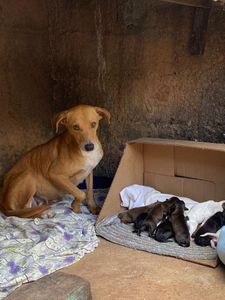 Vaquinha Online - Doe para a APAC e ajude os animais!