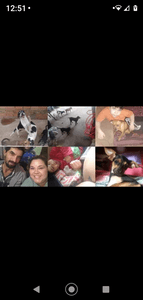 Saúde e Emergências - Ajude os pets resgatados 