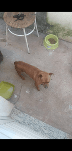 Vaquinha Online - Ajude os pets resgatados 