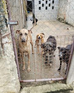 Rio de Janeiro/RJ - Vamos vacinar os patinhas!