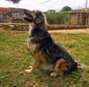 Abrigo Patinhas Anônimas - Vamos vacinar os patinhas!