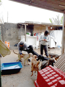 Animais - Vamos vacinar os patinhas!