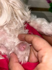 Vaquinha Online - Crystal precisa retirar um tumor! Ajudem 🙏🏻✨🤍