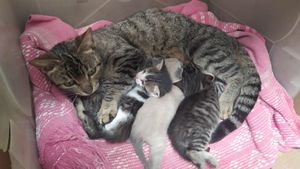 Vaquinha Online - Castração de animais de rua