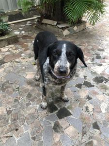 Vaquinha Online - Nos ajude a ajudar a Elis