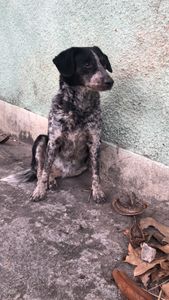 Animais - Nos ajude a ajudar a Elis