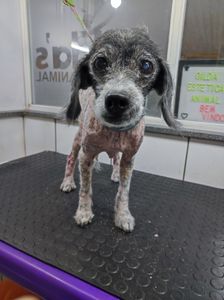 Ajude no tratamento da Leidi imagem 10