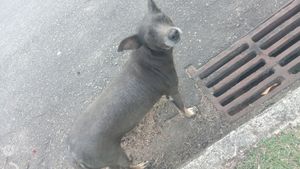 Animais - Consulta veterinária e remédio 