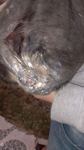 Vaquinha Online - Consulta veterinária e remédio 