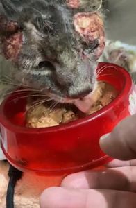 Corrente do bem - Comunicações Intuitivas (Rebeka) - Gatinho Naninho (Abrigo @Vivi.Petts)