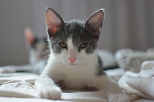 Vaquinha Online - Ajudar gatinhos resgatados