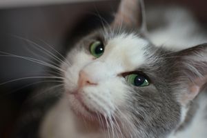 Caridade e Filantropia - Ajudar gatinhos resgatados