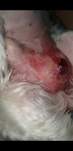 Vaquinha Online - Custos cirúrgicos do Justen 