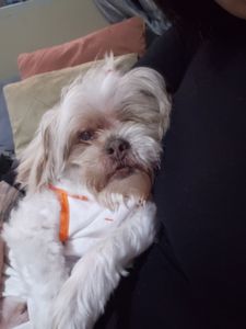 Custos cirúrgicos do Justen  imagem 6