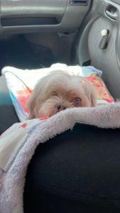 Custos cirúrgicos do Justen 