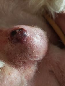 Justen  - Custos cirúrgicos do Justen 