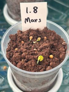 Crowdfunding - Adote um Tomate Marciano / Receba uma Mensagem Direto de Marte!