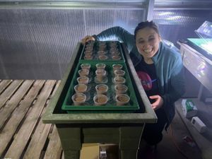 Adote um Tomate Marciano / Receba uma Mensagem Direto de Marte! - Adote um Tomate Marciano / Receba uma Mensagem Direto de Marte!