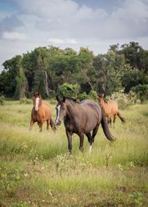 Porto Alegre/RS - ongpedechule