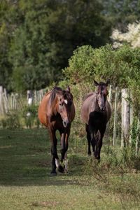 ongpedechule imagem 6