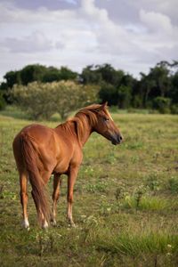 NOSSO SANTUÁRIO DOS SONHOS - ongpedechule