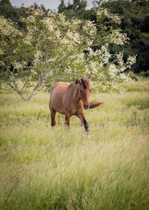 Vaquinha Online - ongpedechule