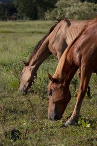 ongpedechule imagem 9