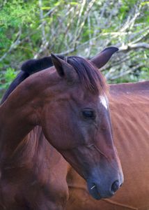 ongpedechule imagem 8