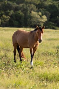 ongpedechule imagem 10