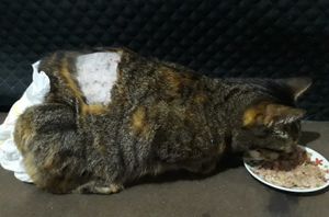 Fraldinha precisa da sua ajuda!  - Fraldinha precisa da sua ajuda! 