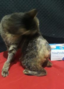 Animais - Fraldinha precisa da sua ajuda! 