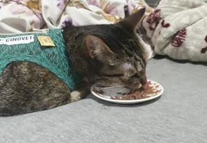 Vaquinha Online - Fraldinha precisa da sua ajuda! 