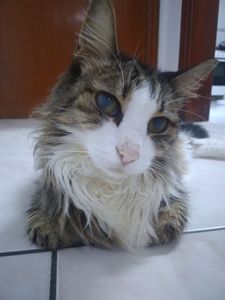 Vaquinha Online - Poderoso Gordon contra a PIF