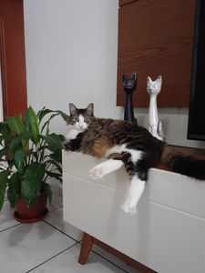 Animais - Poderoso Gordon contra a PIF