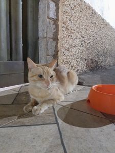 Claudinha  - Ajude um focinho carente