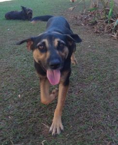 Vaquinha Online - Ajude um focinho carente