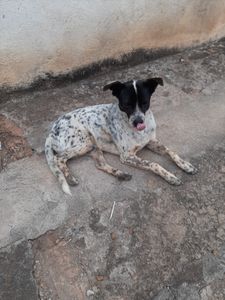 Ajude um focinho carente imagem 6