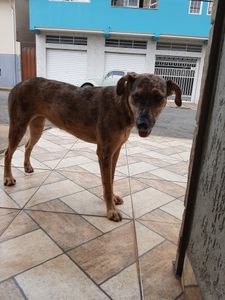 Ajude um focinho carente imagem 8